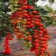 Paradajka Charmant F1 - Solanum lycopersicum - rajčiak - semená - 10 ks