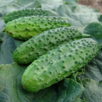 Uhorka nakladačka Corveta F1 - Cucumis sativus - semená uhorky - 20 ks