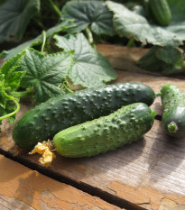 Uhorka nakladačka Charlotte F1 - Cucumis sativus - semená uhorky - 6 ks