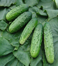 Uhorka nakladačka Altaj F1 - Cucumis sativus - semená uhorky - 15 ks