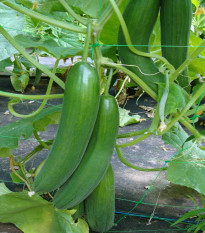 Uhorka šalátová Saturn F1 - Cucumis sativus - semená uhorky - 10 ks
