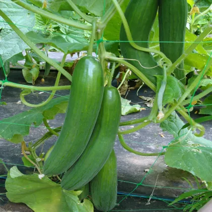 Uhorka šalátová Saturn F1 - Cucumis sativus - semená uhorky - 10 ks