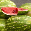 Melón vodný Sugar baby - Citrullus lanatus - semená melónu - 7 ks