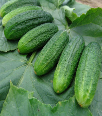 Uhorka partenokarpická Partner F1 - Cucumis sativus - semená uhorky - 50 ks