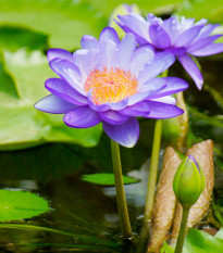 Lekno fialové - Nymphaea caerulea - semená lekna - 6 ks