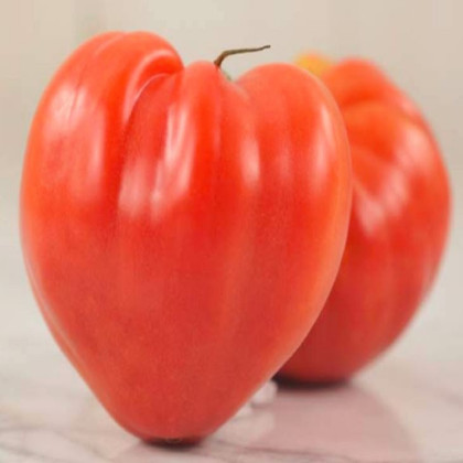 Paradajka Oxheart Pink - Solanum lycopersicum - semená paradajky - 5 ks
