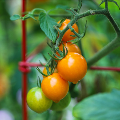 Paradajka Sungold F1 - Solanum lycopersicum - semená paradajky - 6 ks