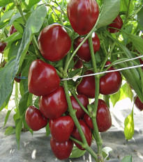 Paprika paradajková Dumas - Capsicum annuum - semená papriky - 15 ks