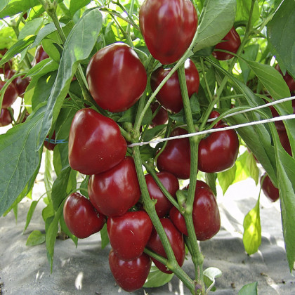 Paprika paradajková Dumas - Capsicum annuum - semená papriky - 15 ks