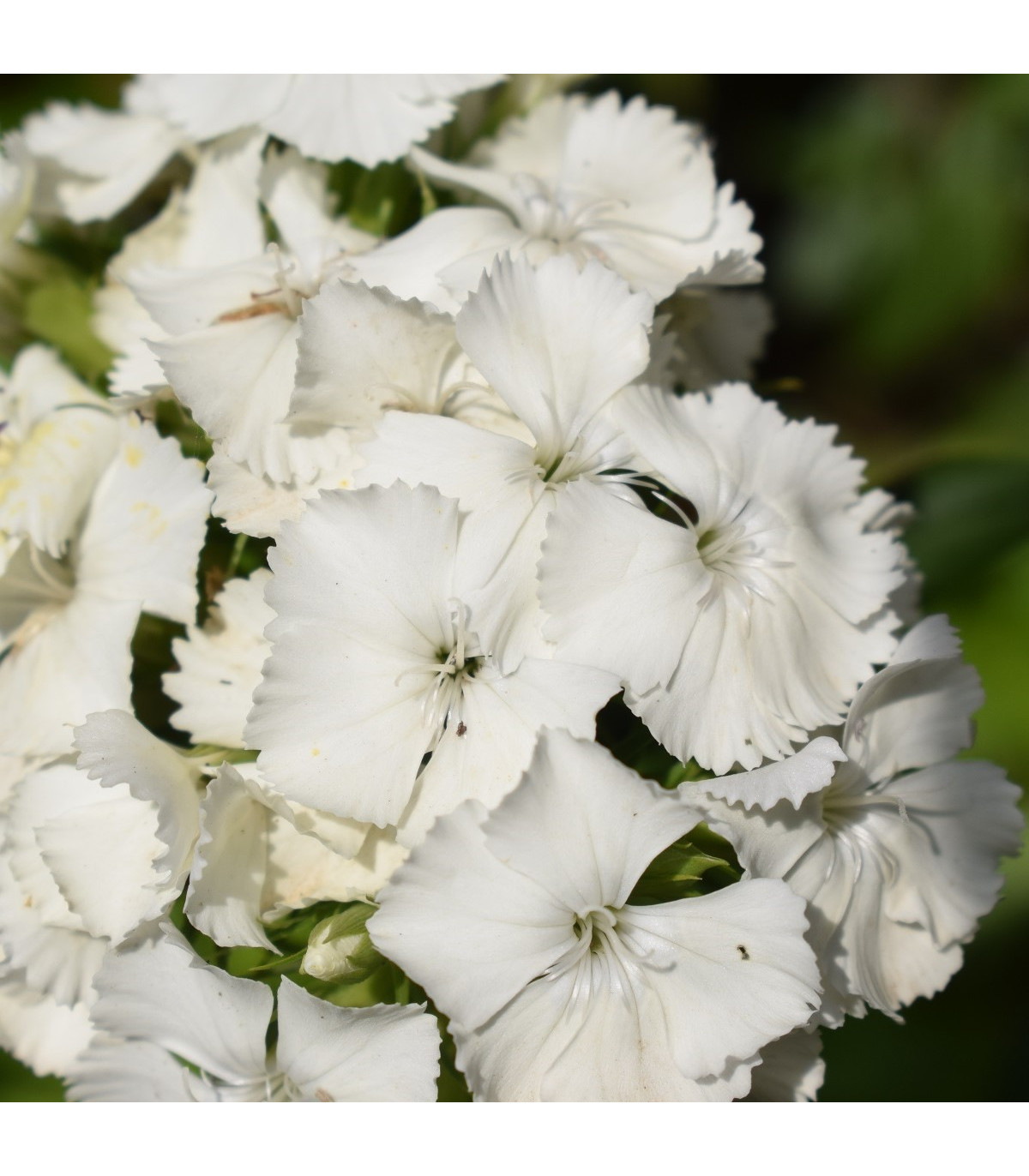 Klinček fúzatý Sweet William - Dianthus barbatus - semená klinčeka - 150 ks