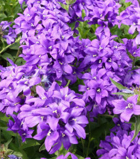 Zvonček klbkatý - Campanula glomerata - semená zvončeka - 600 ks