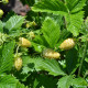 Jahoda mesačná Yellow Wonder - Fragaria vesca - semená - 200 ks