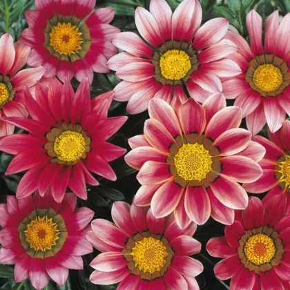 Gazánia New Day Pink Day F1 - Gazania rigens - semená gazánie - 20 ks