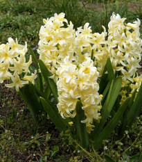 Hyacint City of Haarlem - Hyacinthus orientalis - cibuľa hyacintu - 1 ks