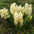 Hyacint City of Haarlem - Hyacinthus orientalis - cibuľa hyacintu - 1 ks