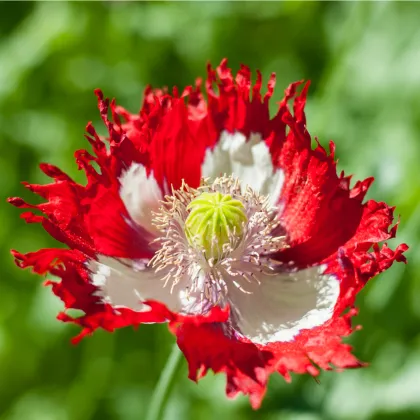 Mak siaty Danish Flag - Papaver somniferum - semená maku - 150 ks