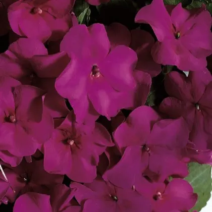 Netýkavka Accent fialová F1 - Impatiens walleriana - semená netýkavky - 12ks