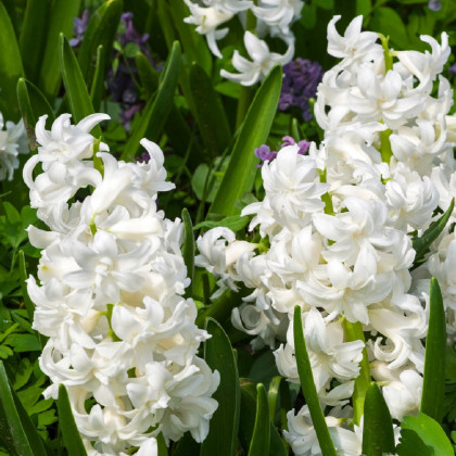 Hyacint plnokvetý Madame Sophie - Hyacinthus - cibuľa hyacintu - 1 ks