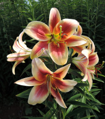 Ľalia Debby - Lilium - cibuľoviny - 1 ks