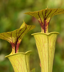 Saracénia flava - Sarracenia flava - semená saracénie - 10 ks