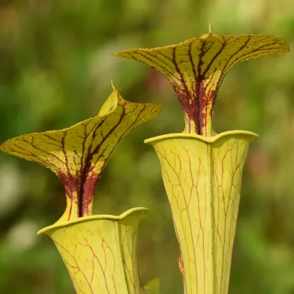 Saracénia flava - Sarracenia flava - semená saracénie - 10 ks