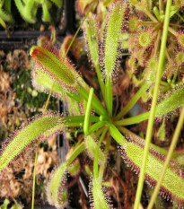 Rosička kapská obrovská - Drosera capensis giant - semená rosičky - 15 ks