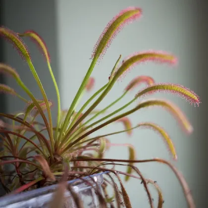 Rosička kapská Triffid Rose - Drosera capensis - semená rosičky - 15 ks