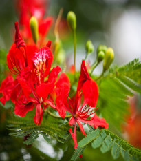 Ohňový strom - Delonix regia - semená ohňového stromu - 6 ks