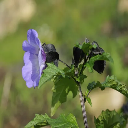 Nikandra - Nicandra physalodes - semená nikandry - 10 ks