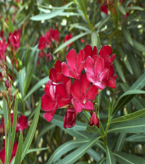 Oleander obyčajný - Nerium oleander - semená oleandra - 10 ks