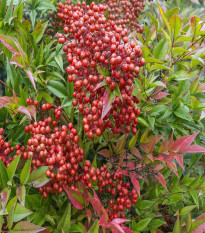 Nandina domáca - Bambus nebeský - Nandini domestica - semená nandiny - 3 ks