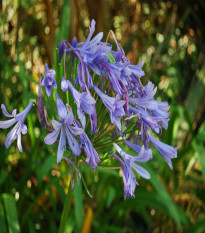 Kalokvet modrý - Agapanthus praecox - semená kalokvetu - 8 ks