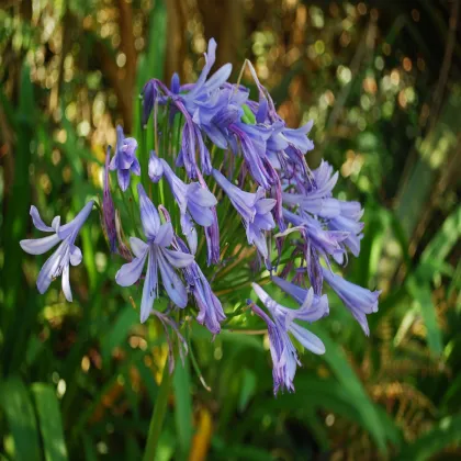 Kalokvet modrý - Agapanthus praecox - semená kalokvetu - 8 ks