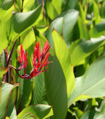 Kana indická - Canna indica - semená kany - 6 ks