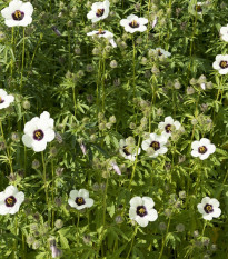 Ibištek konopný - Hibiscus cannabinus - semená ibišteka - 6 ks