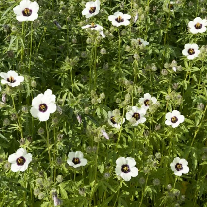 Ibištek konopný - Hibiscus cannabinus - semená ibišteka - 6 ks