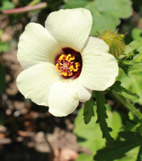 Ibištek trojdielny - Hibiscus trionum - semená ibišteka - 5 ks