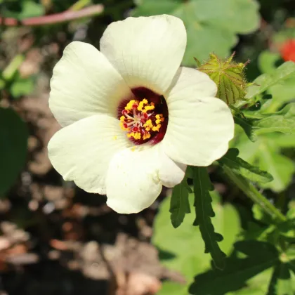 Ibištek trojdielny - Hibiscus trionum - semená ibišteka - 5 ks