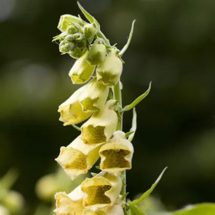 Náprstník žltý - Digitalis lutea - semená náprstníka - 60 ks