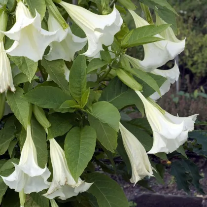 Brugmansia voňavý - Brugmansia arborea - semená brugmansie - 10 ks