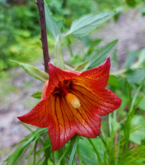 Kanársky zvonček - Canarina canariensis - semená zvončeka - 6 ks