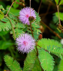 Mimóza citlivá - Mimosa pudica - semená mimózy - 5 ks