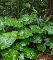 Alokázia - Alocasia cucullata - semena alokázie - 4 ks