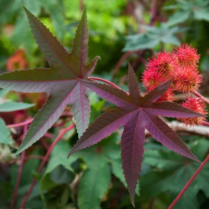 Ricín obyčajný červený - Ricinus communis gibsoni - semená ricína - 3 ks