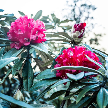 Rododendrón - Rhododendron arboreum - semená rododendróna - 50 ks