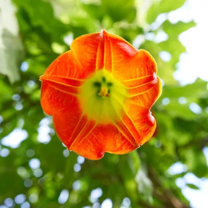 Durman krvavý - Brugmansia sanguinea - semená durmanu - 7 ks