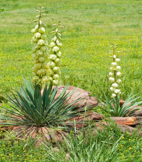 Juka glauca - Yucca glauca - semená - 5 ks