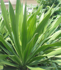 Agáve bulliana - Agave bulliana - semená - 9 ks