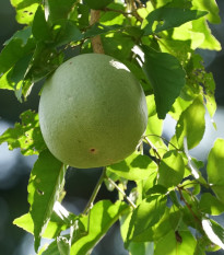 Bengálska dula - Aegle marmelos - semená duly - 3 ks