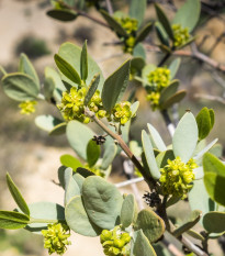 Jojoba čínska - Simmondsia chinensis - semená jojoby - 6 ks